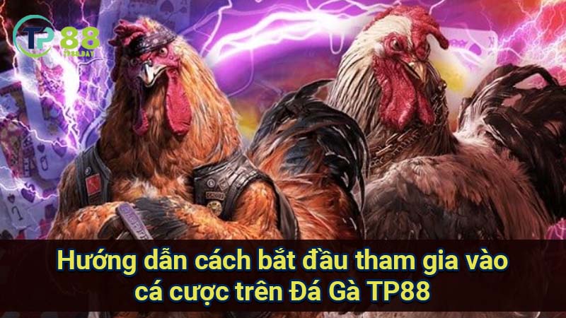 huong-dan-cach-bat-dau-tham-gia-vao-ca-cuoc-tren-da-ga-tp88